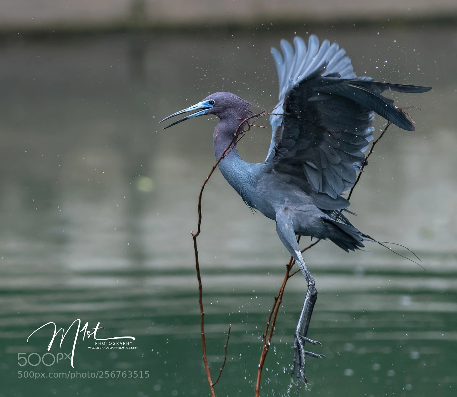 Nikon D500 sample photo. Tricolor heron photography