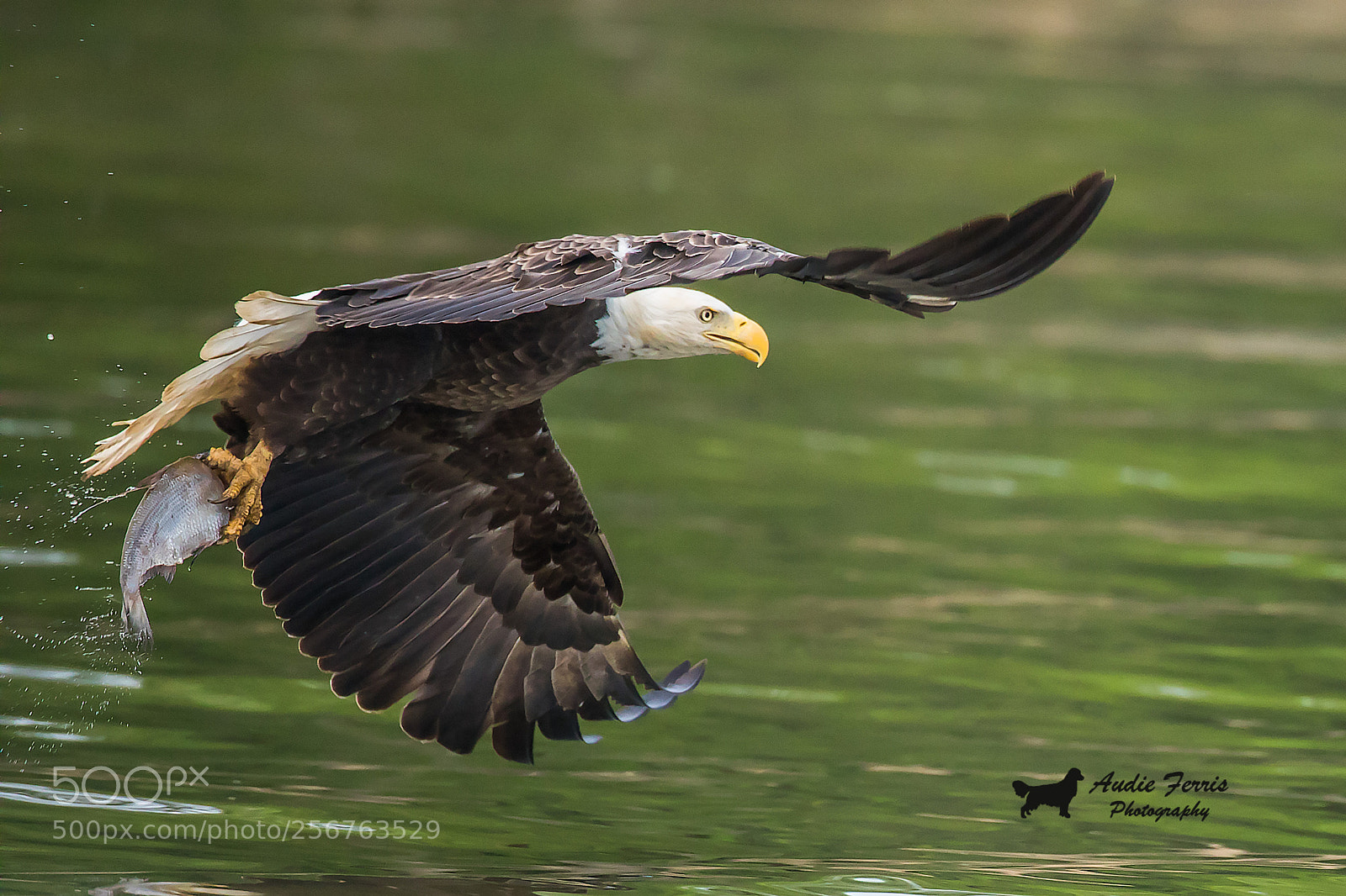 Canon EOS 5D Mark IV sample photo. Bald eagle with his photography