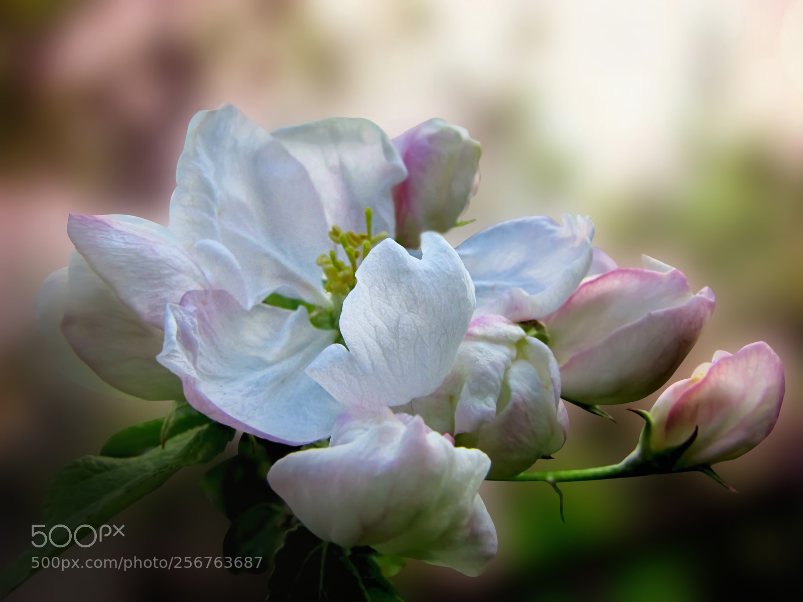 Canon PowerShot SX20 IS sample photo. Apple blossom photography