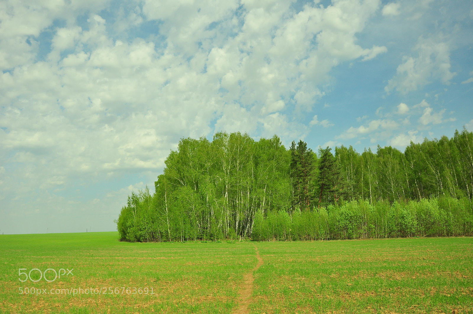 Nikon D90 sample photo. Дорога на дачу photography