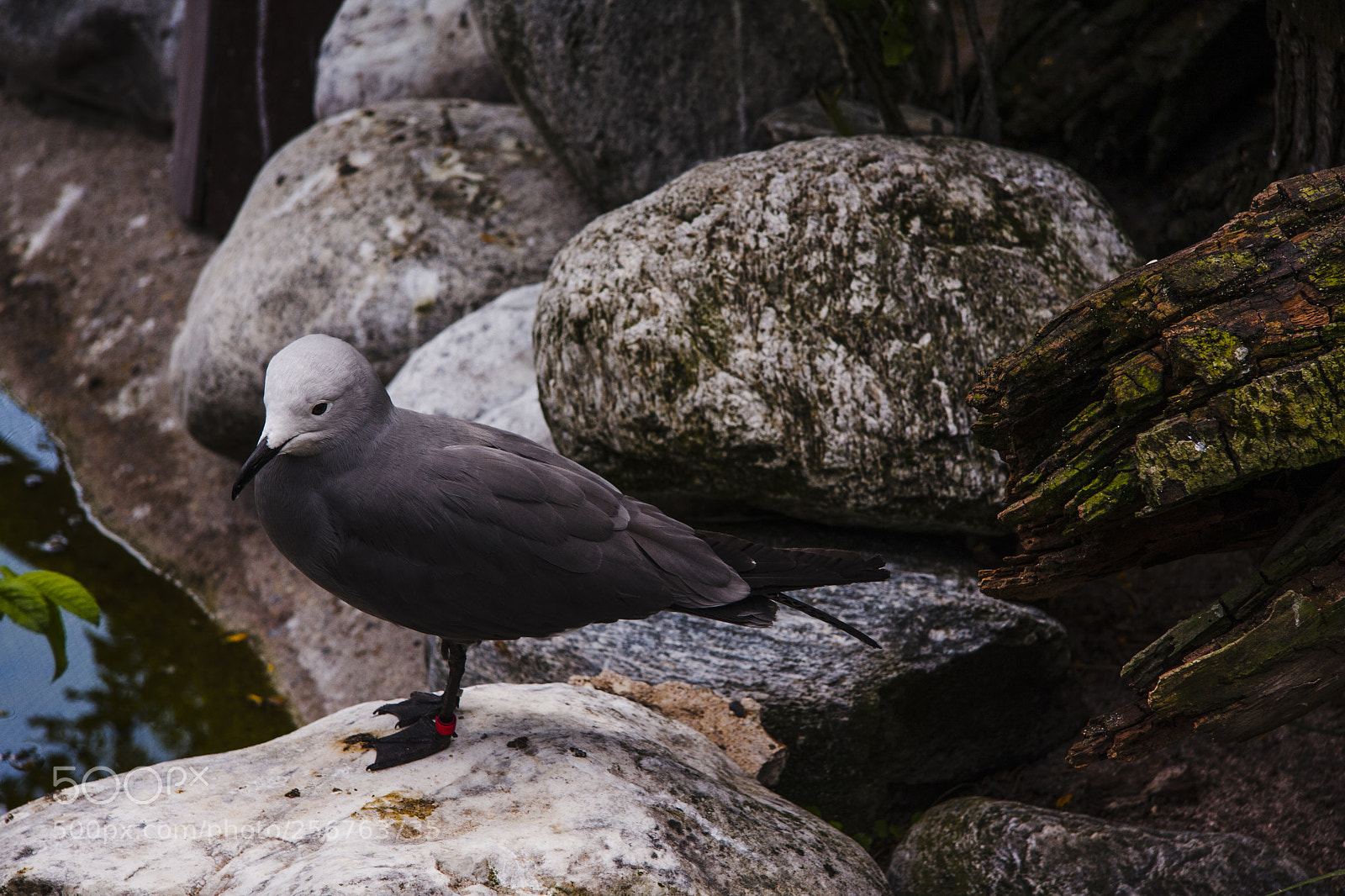 Canon EOS 40D sample photo. Bird on the stone photography