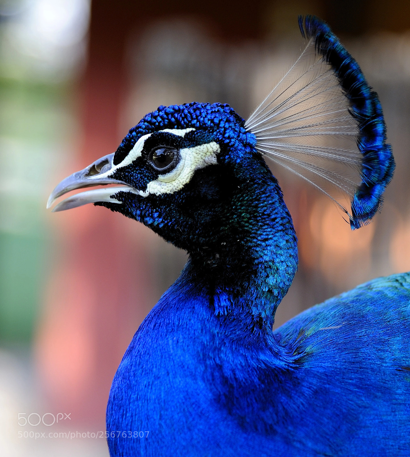 Nikon D700 sample photo. Peacok photography