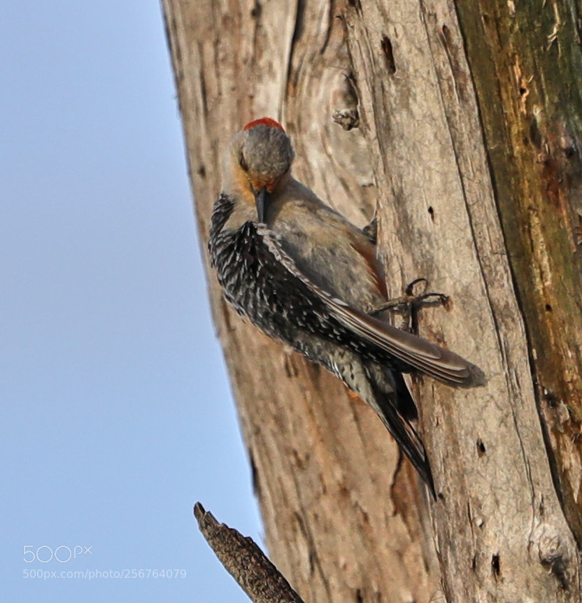 Canon EOS-1D X Mark II sample photo. 05-06-18-0016499.jpg photography