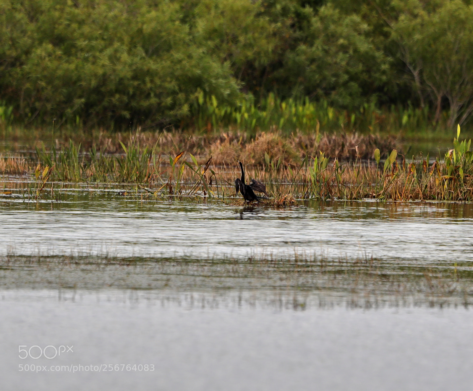 Canon EOS-1D X Mark II sample photo. 05-06-18-0016496.jpg photography
