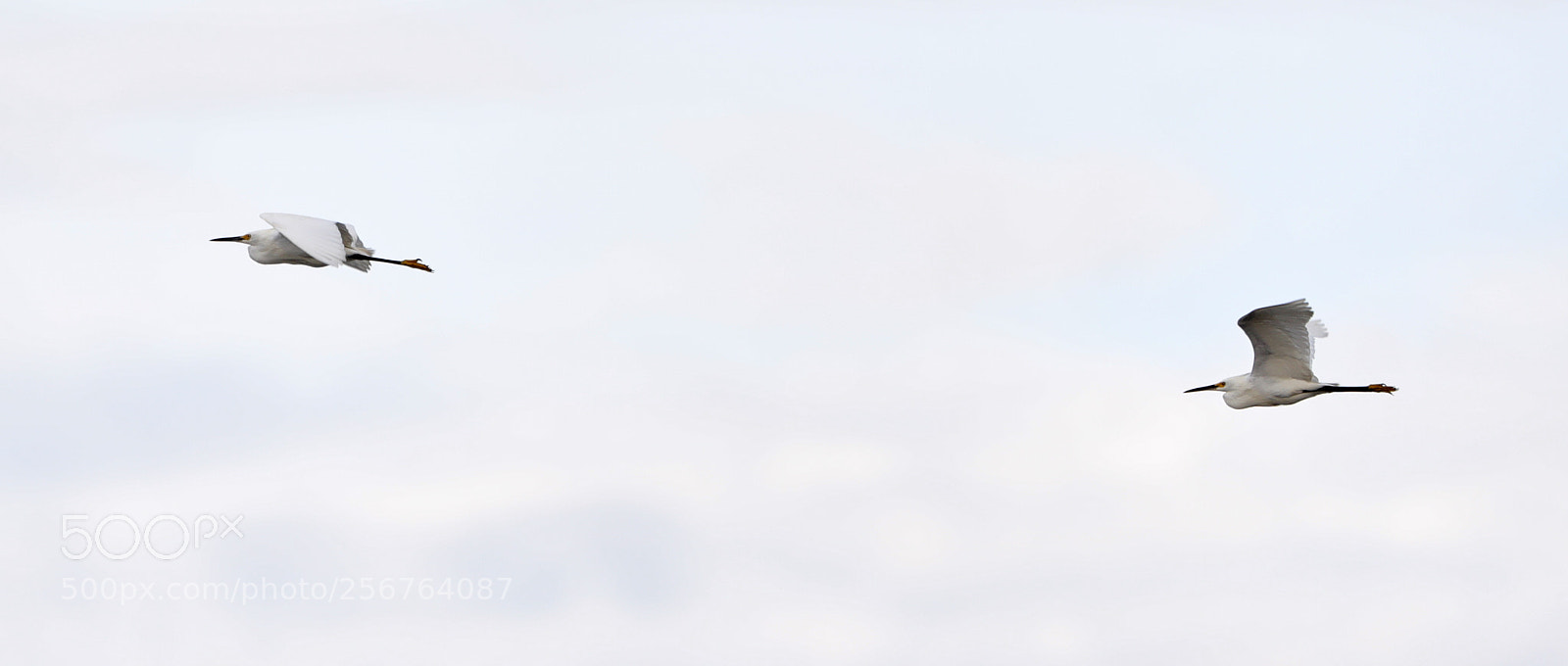 Canon EOS-1D X Mark II sample photo. 05-06-18-0016494.jpg photography