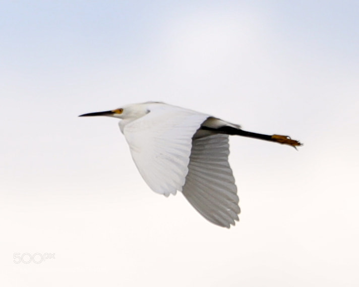 Canon EOS-1D X Mark II sample photo. 05-06-18-0016493.jpg photography