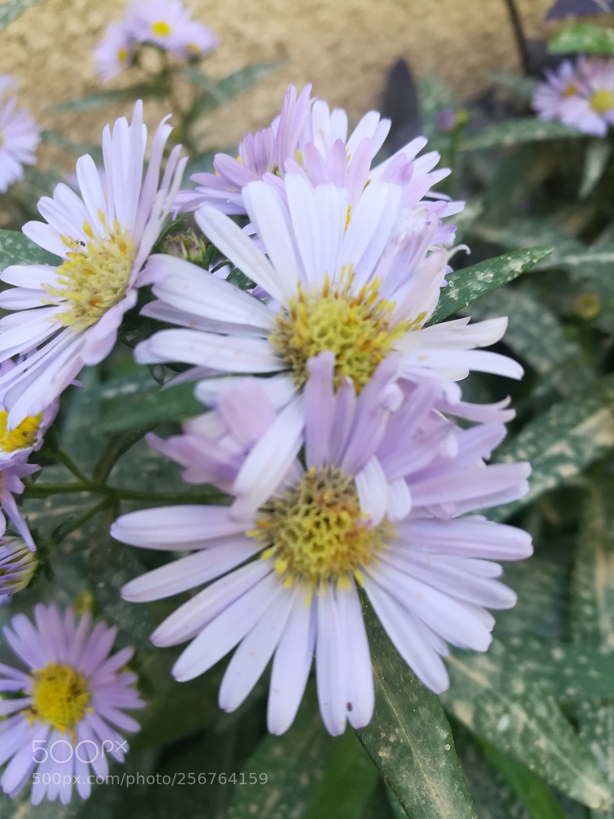 HUAWEI honor 6x sample photo. Flowers are a great photography