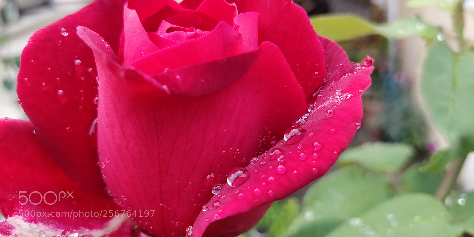 OnePlus 5T sample photo. Untitled photography
