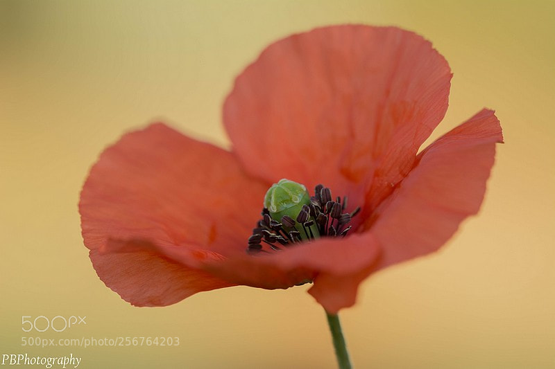 Nikon D7100 sample photo. Poppy photography