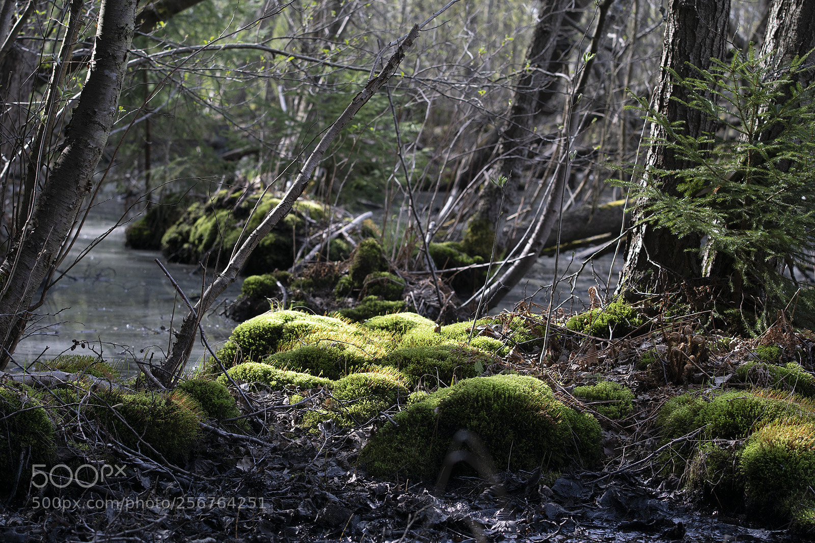Sony ILCA-77M2 sample photo. Wilderness swamps photography