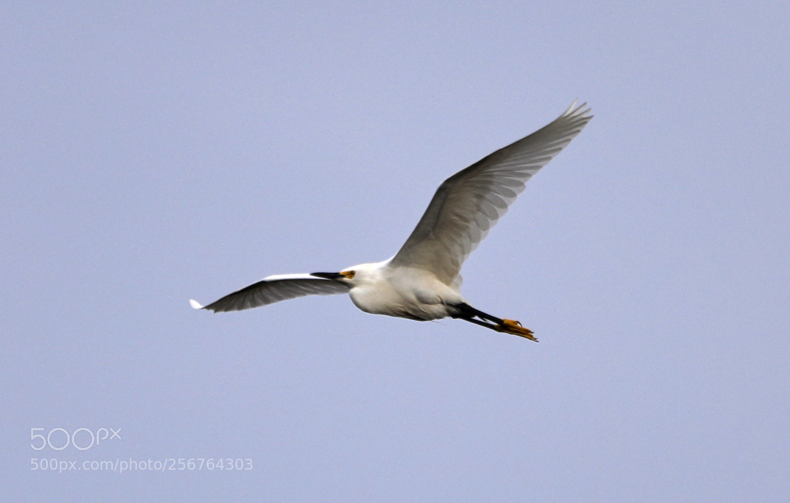 Canon EOS-1D X Mark II sample photo. 05-06-18-0016486.jpg photography