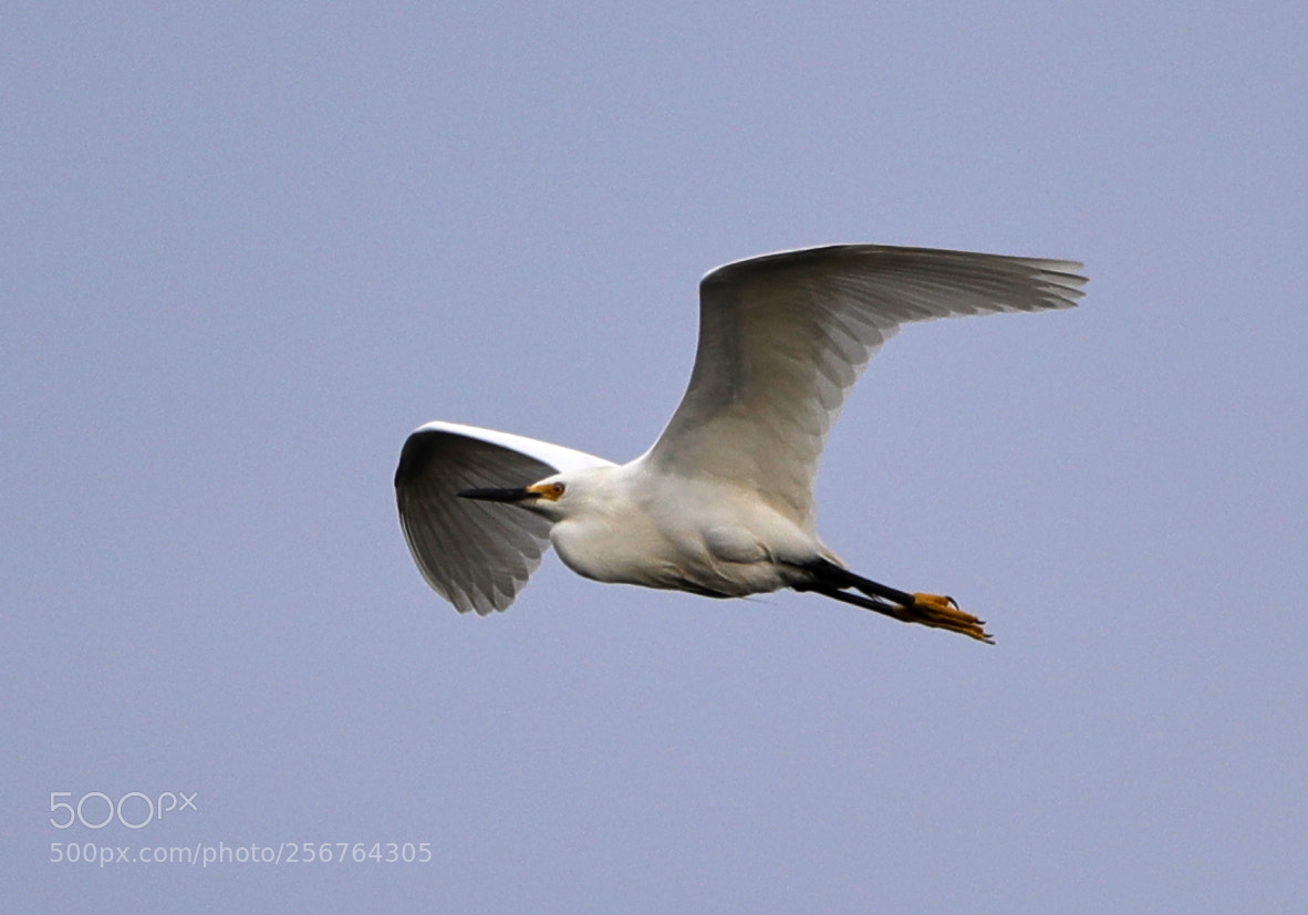 Canon EOS-1D X Mark II sample photo. 05-06-18-0016485.jpg photography
