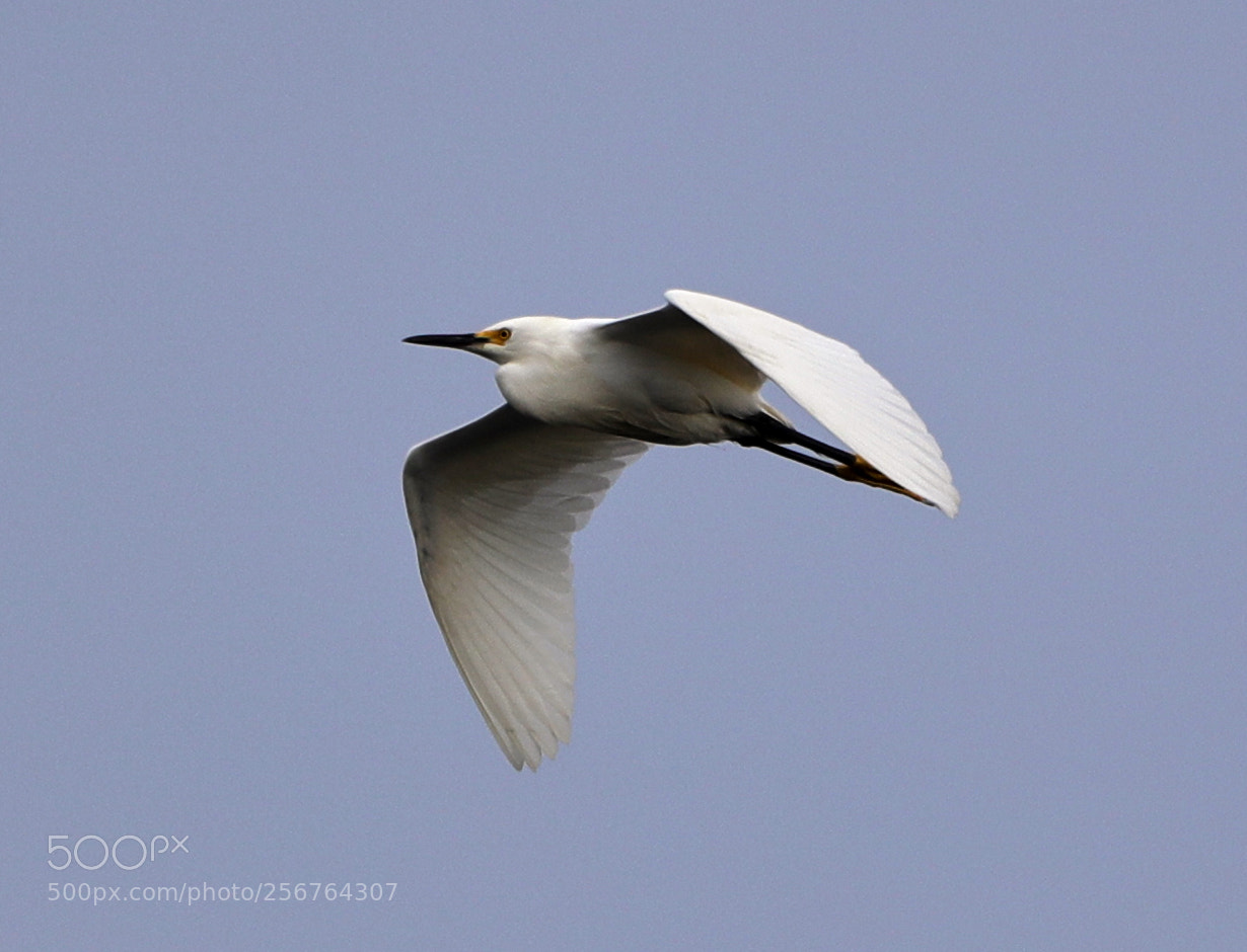 Canon EOS-1D X Mark II sample photo. 05-06-18-0016484.jpg photography
