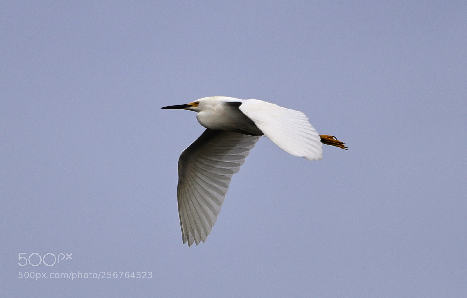 Canon EOS-1D X Mark II sample photo. 05-06-18-0016483.jpg photography