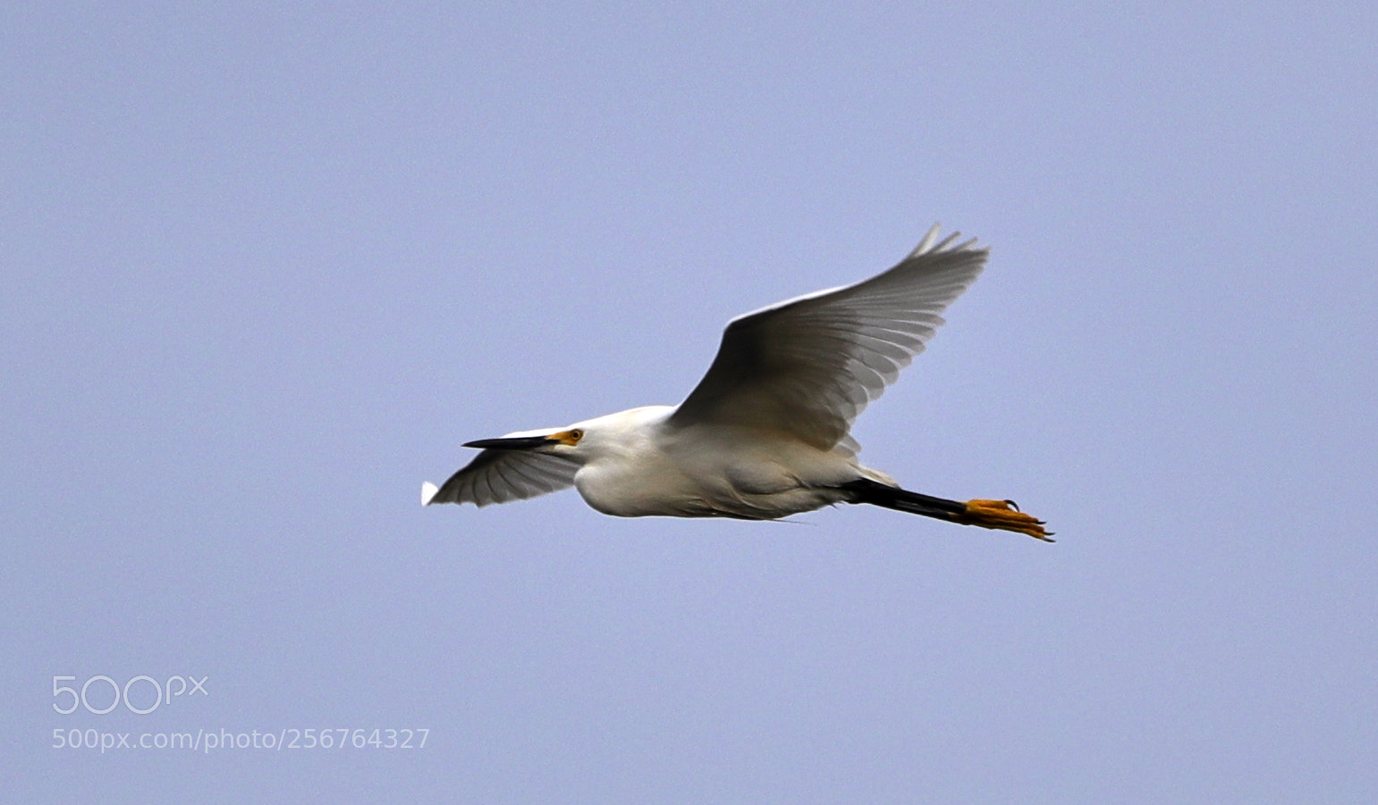 Canon EOS-1D X Mark II sample photo. 05-06-18-0016482.jpg photography