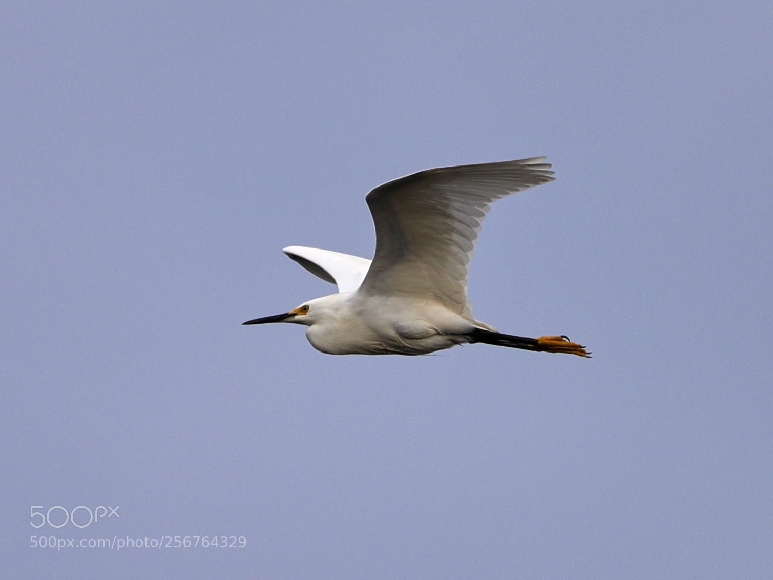 Canon EOS-1D X Mark II sample photo. 05-06-18-0016481.jpg photography