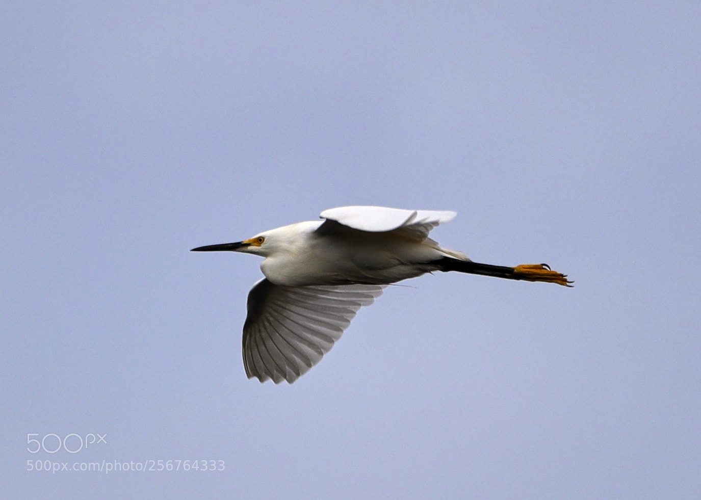 Canon EOS-1D X Mark II sample photo. 05-06-18-0016480.jpg photography