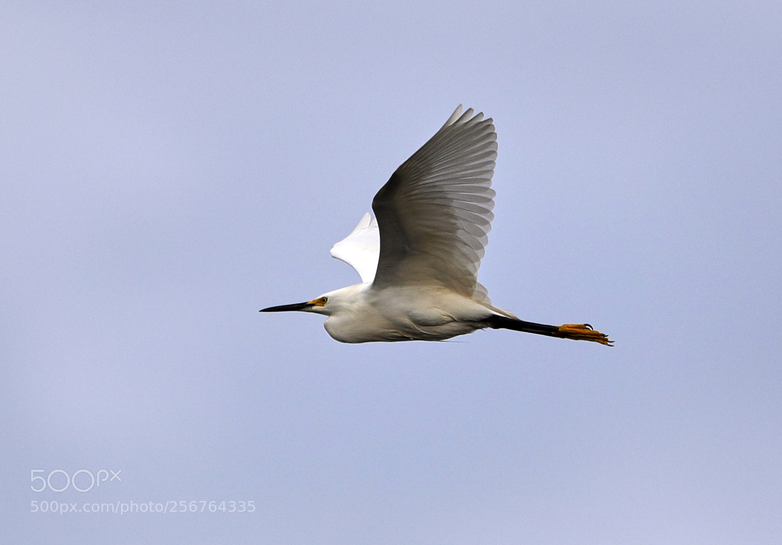Canon EOS-1D X Mark II sample photo. 05-06-18-0016479.jpg photography