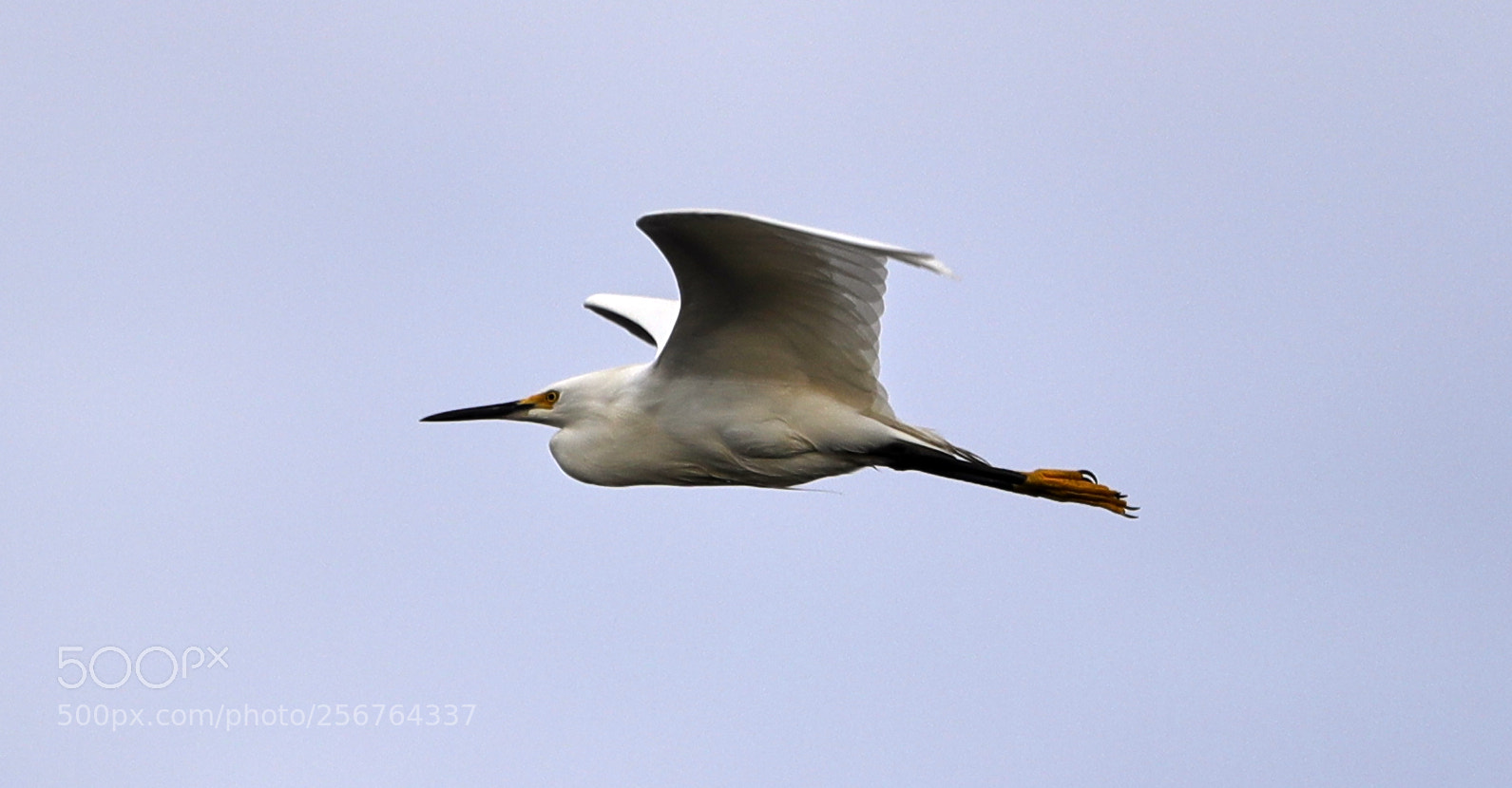 Canon EOS-1D X Mark II sample photo. 05-06-18-0016478.jpg photography