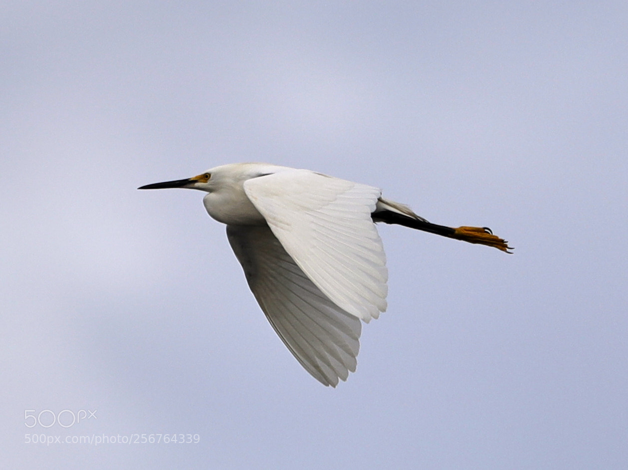 Canon EOS-1D X Mark II sample photo. 05-06-18-0016477.jpg photography