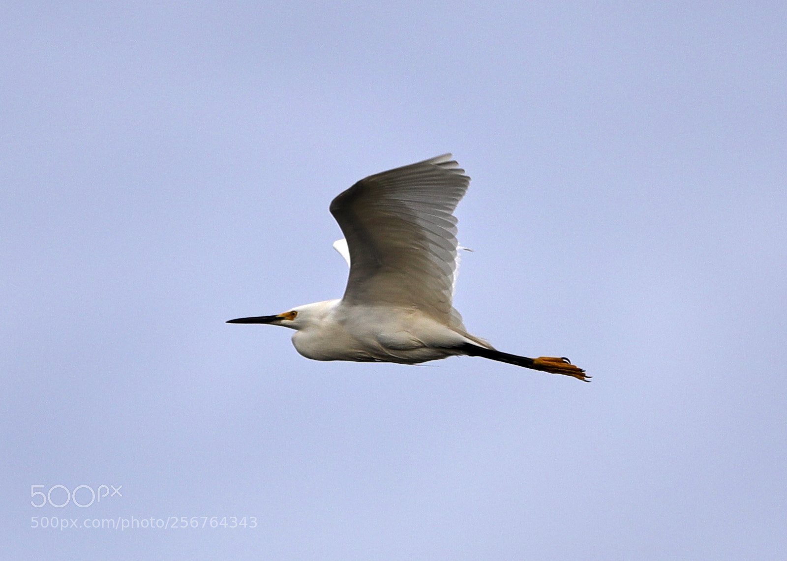 Canon EOS-1D X Mark II sample photo. 05-06-18-0016476.jpg photography