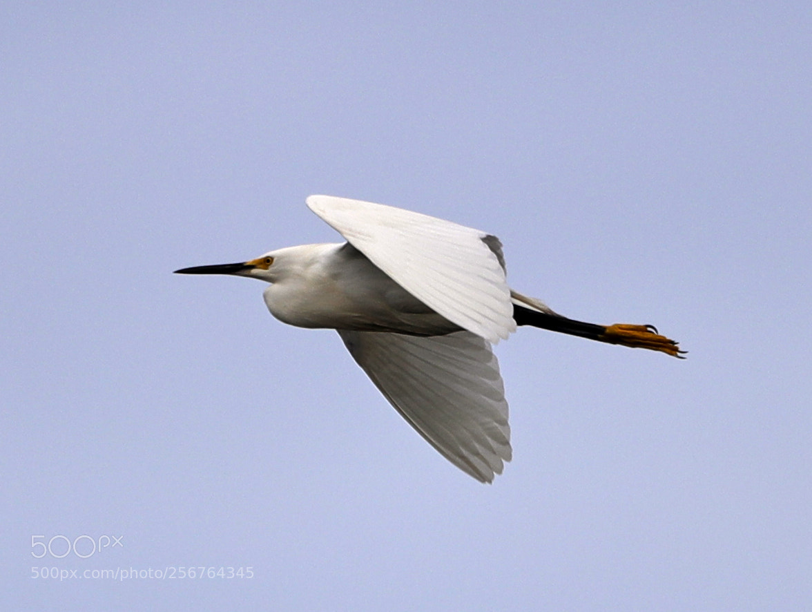 Canon EOS-1D X Mark II sample photo. 05-06-18-0016475.jpg photography