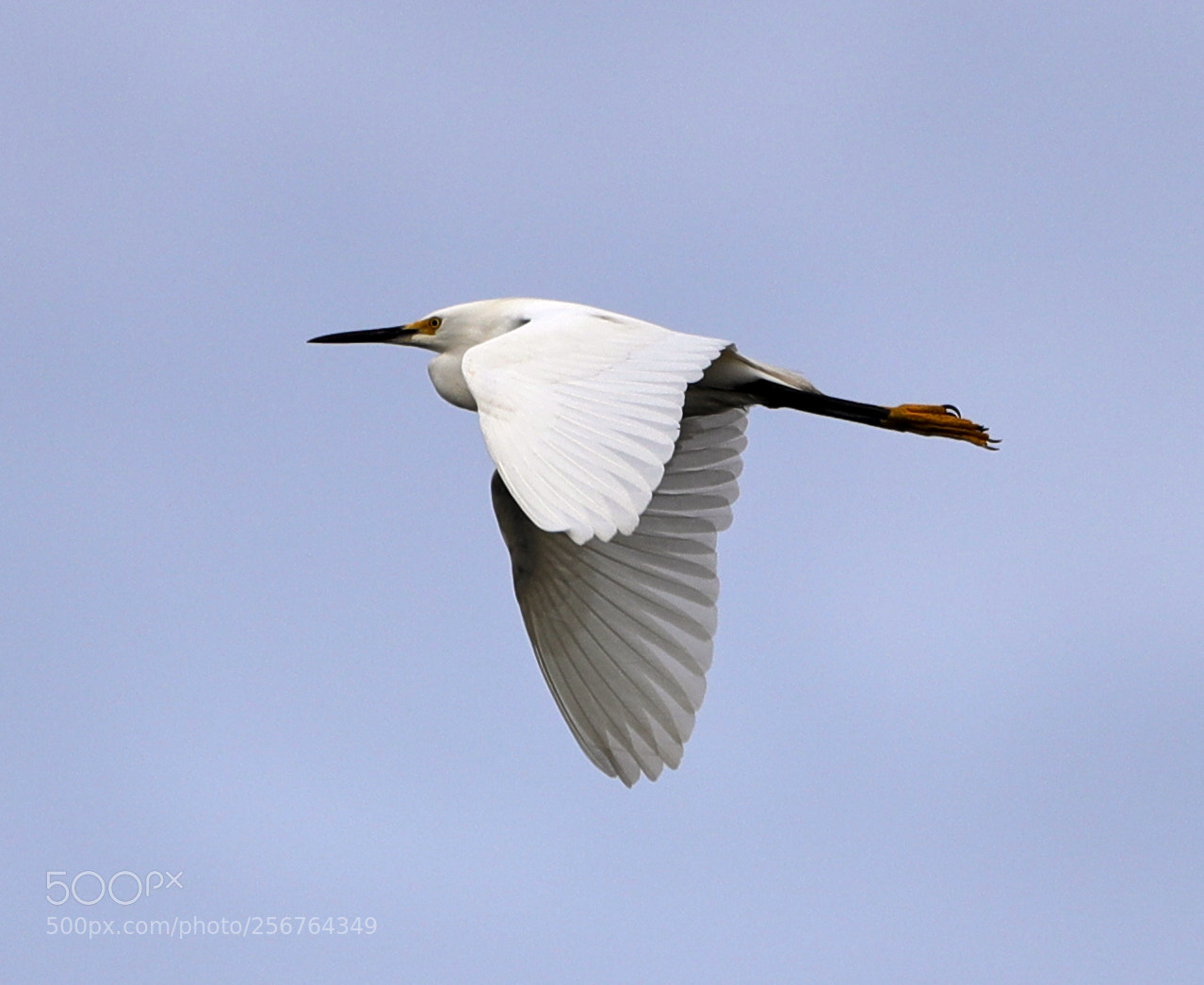 Canon EOS-1D X Mark II sample photo. 05-06-18-0016474.jpg photography