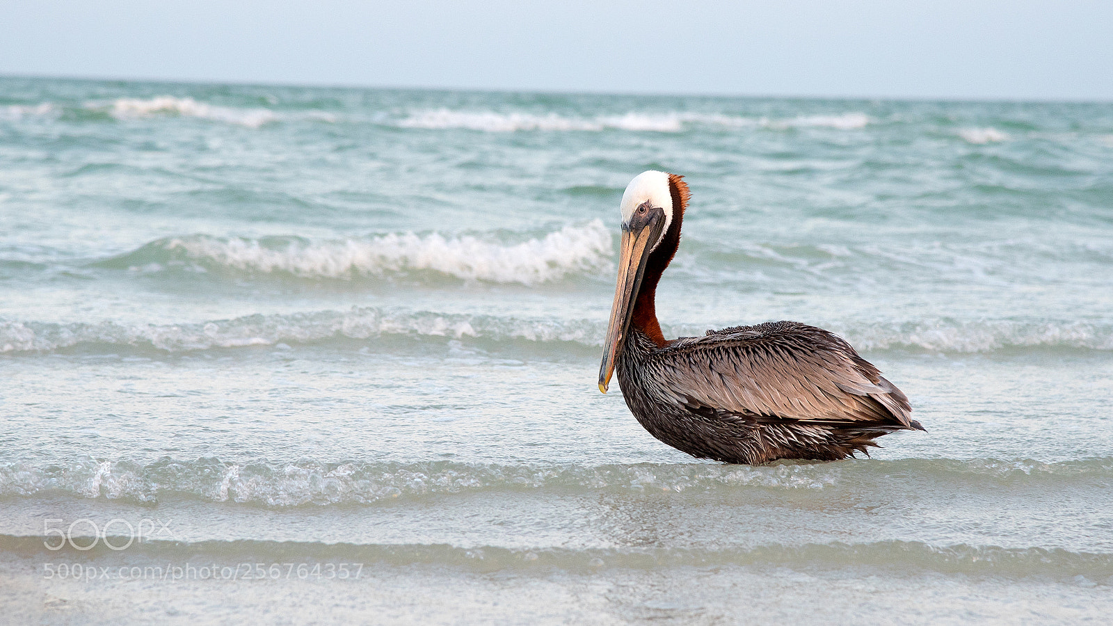 Nikon D750 sample photo. Adult brown pelican photography