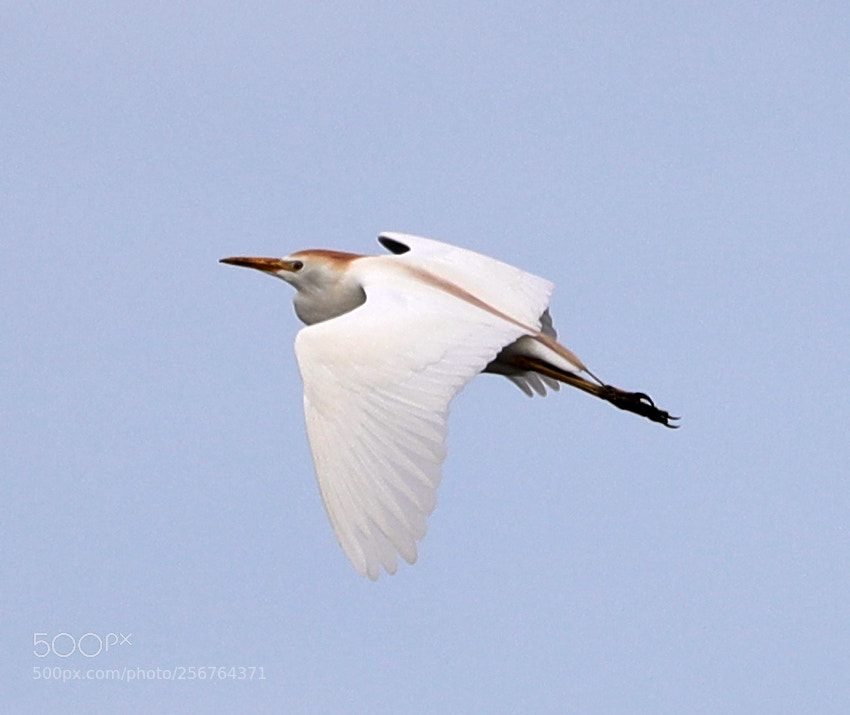 Canon EOS-1D X Mark II sample photo. 05-06-18-0016471.jpg photography