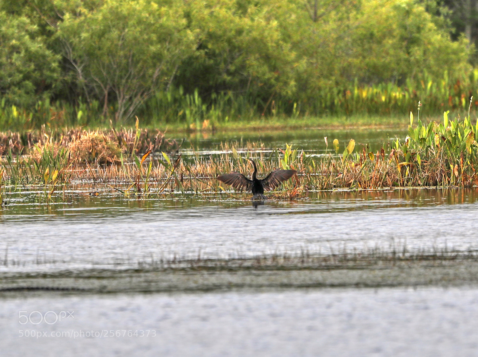 Canon EOS-1D X Mark II sample photo. 05-06-18-0016469.jpg photography