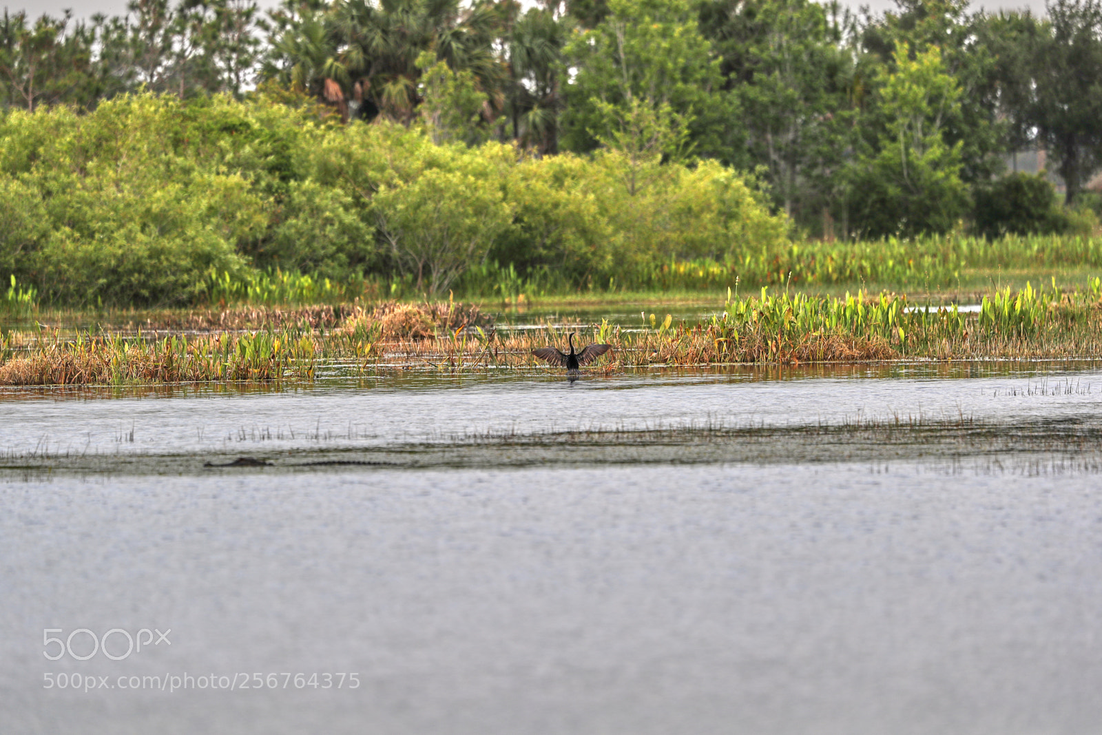 Canon EOS-1D X Mark II sample photo. 05-06-18-0016468.jpg photography