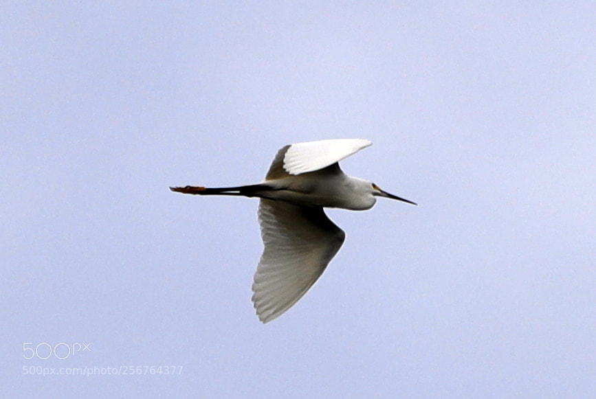 Canon EOS-1D X Mark II sample photo. 05-06-18-0016467.jpg photography