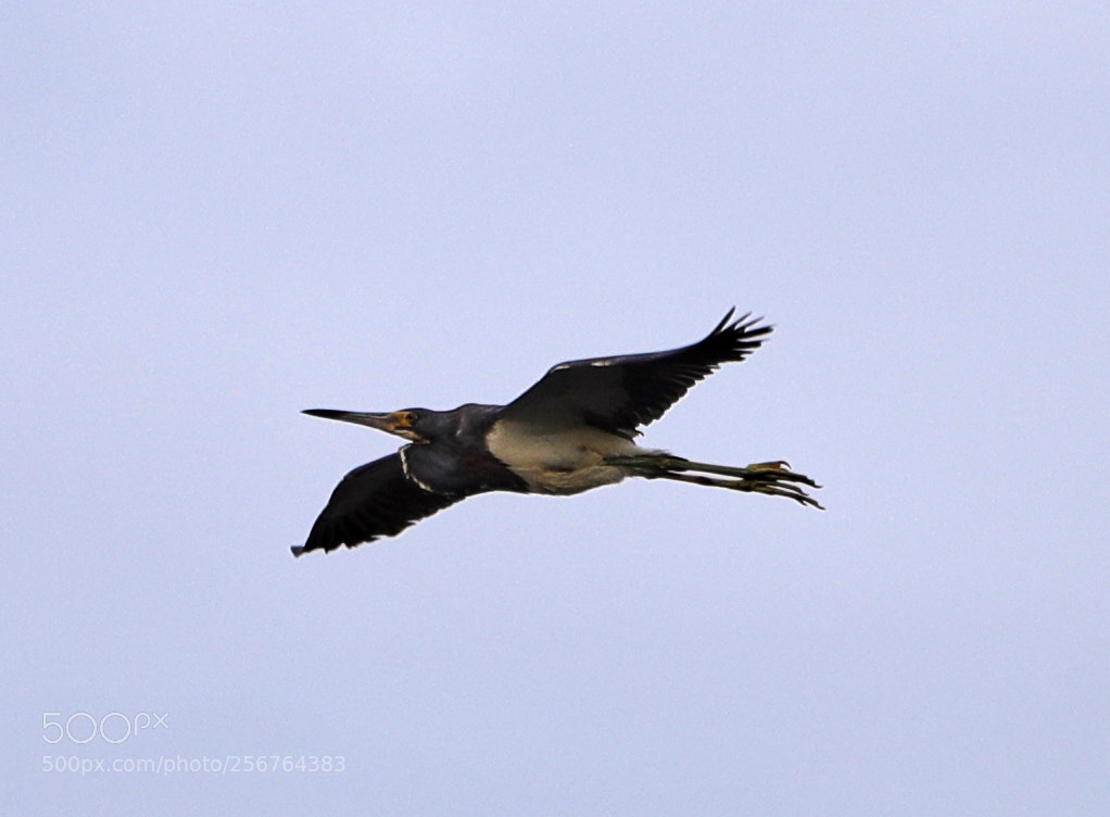 Canon EOS-1D X Mark II sample photo. 05-06-18-0016466.jpg photography