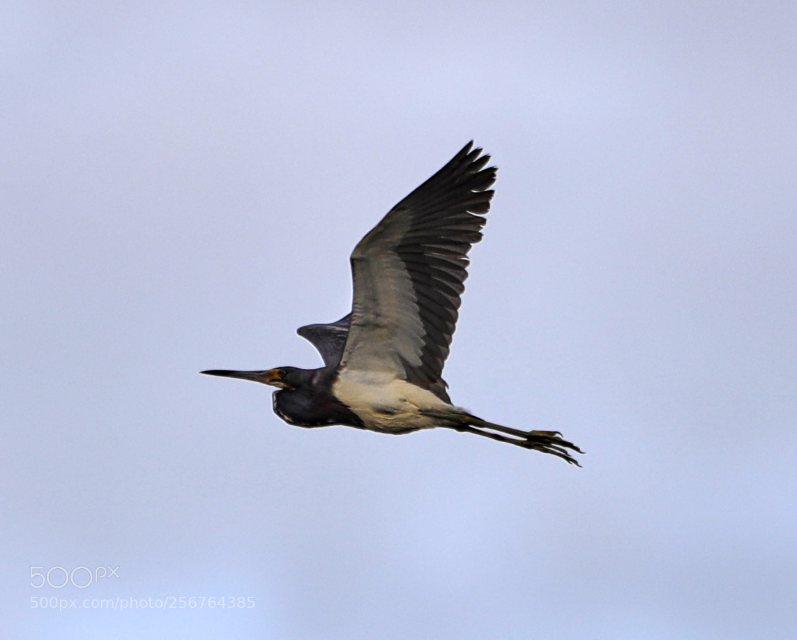 Canon EOS-1D X Mark II sample photo. 05-06-18-0016465.jpg photography