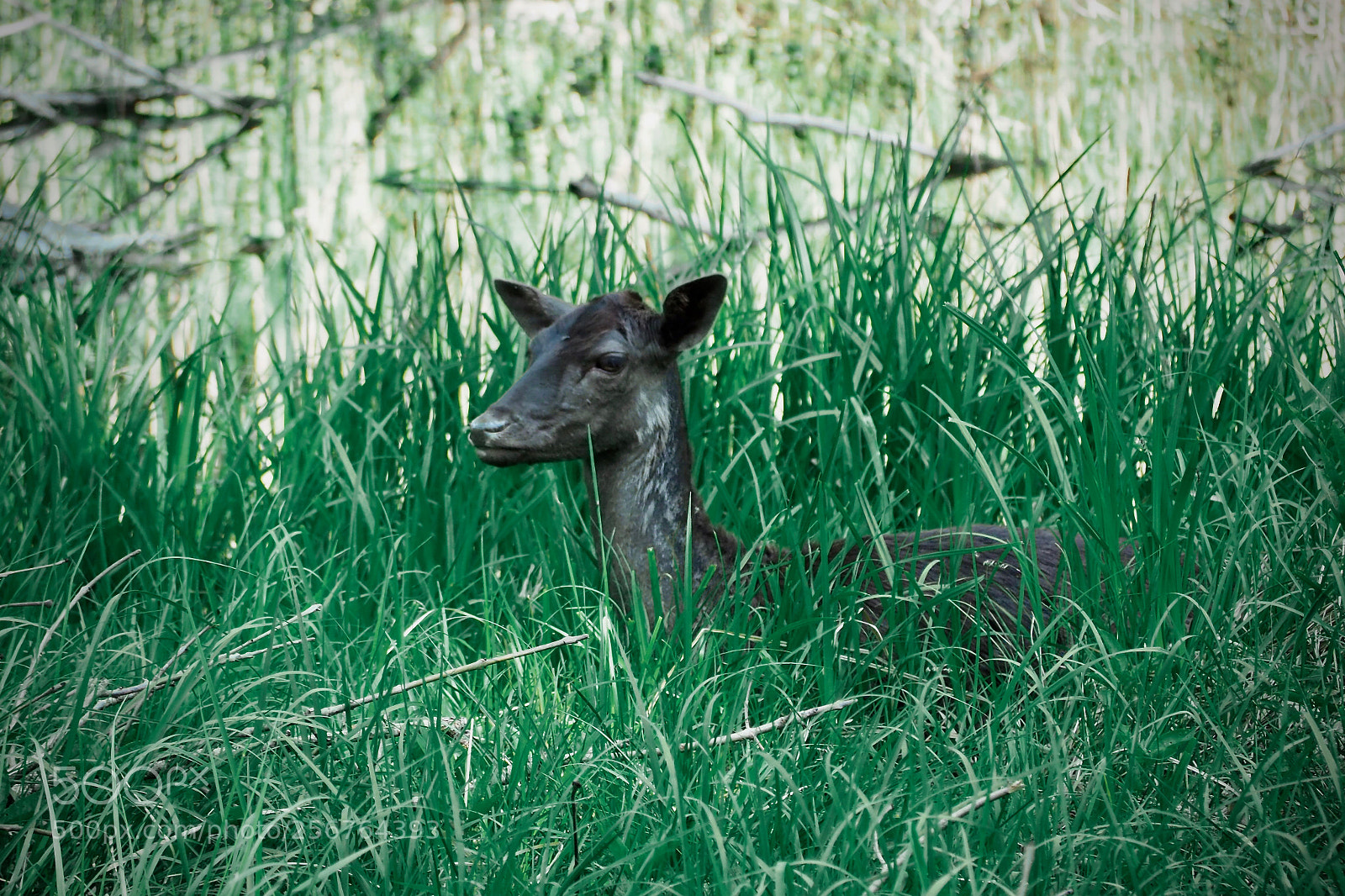 Olympus OM-D E-M5 II sample photo. Down by the river photography