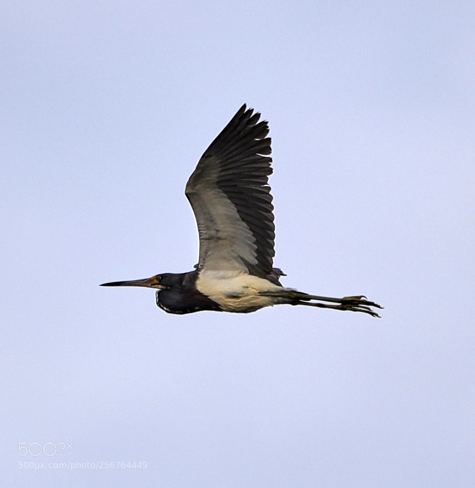 Canon EOS-1D X Mark II sample photo. 05-06-18-0016463.jpg photography
