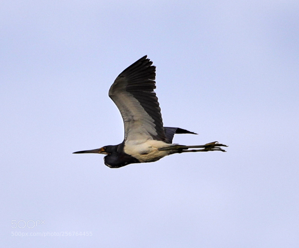 Canon EOS-1D X Mark II sample photo. 05-06-18-0016462.jpg photography