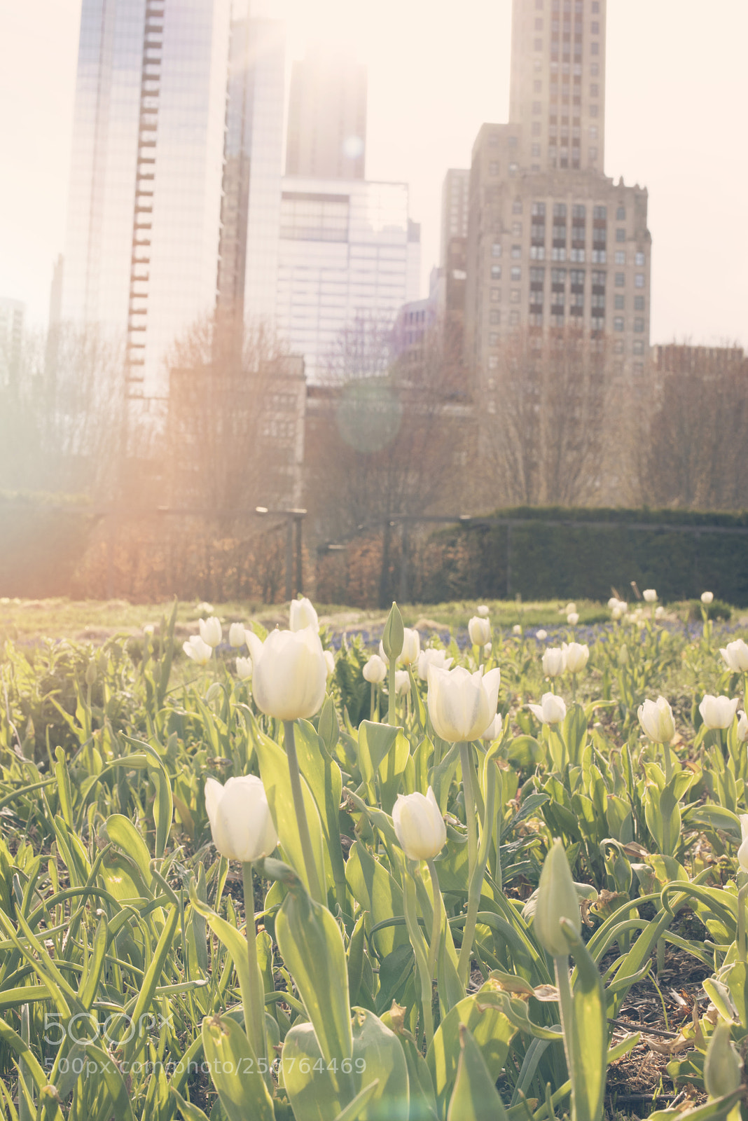 Nikon D810 sample photo. City tulips photography