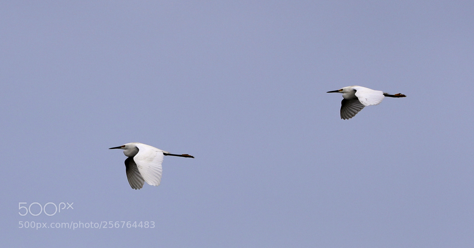 Canon EOS-1D X Mark II sample photo. 05-06-18-0016461.jpg photography