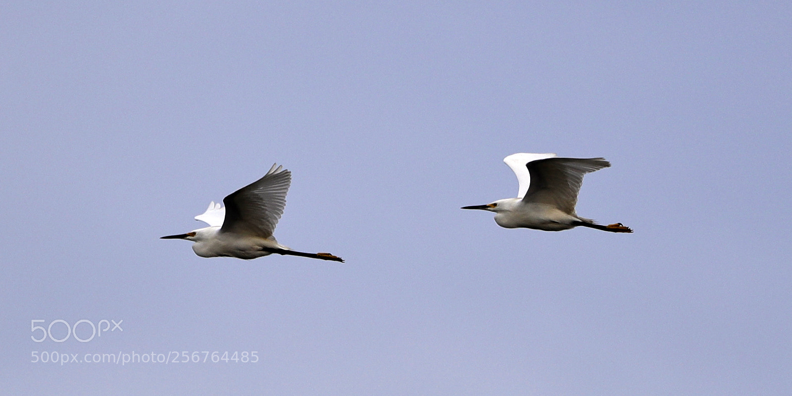 Canon EOS-1D X Mark II sample photo. 05-06-18-0016460.jpg photography