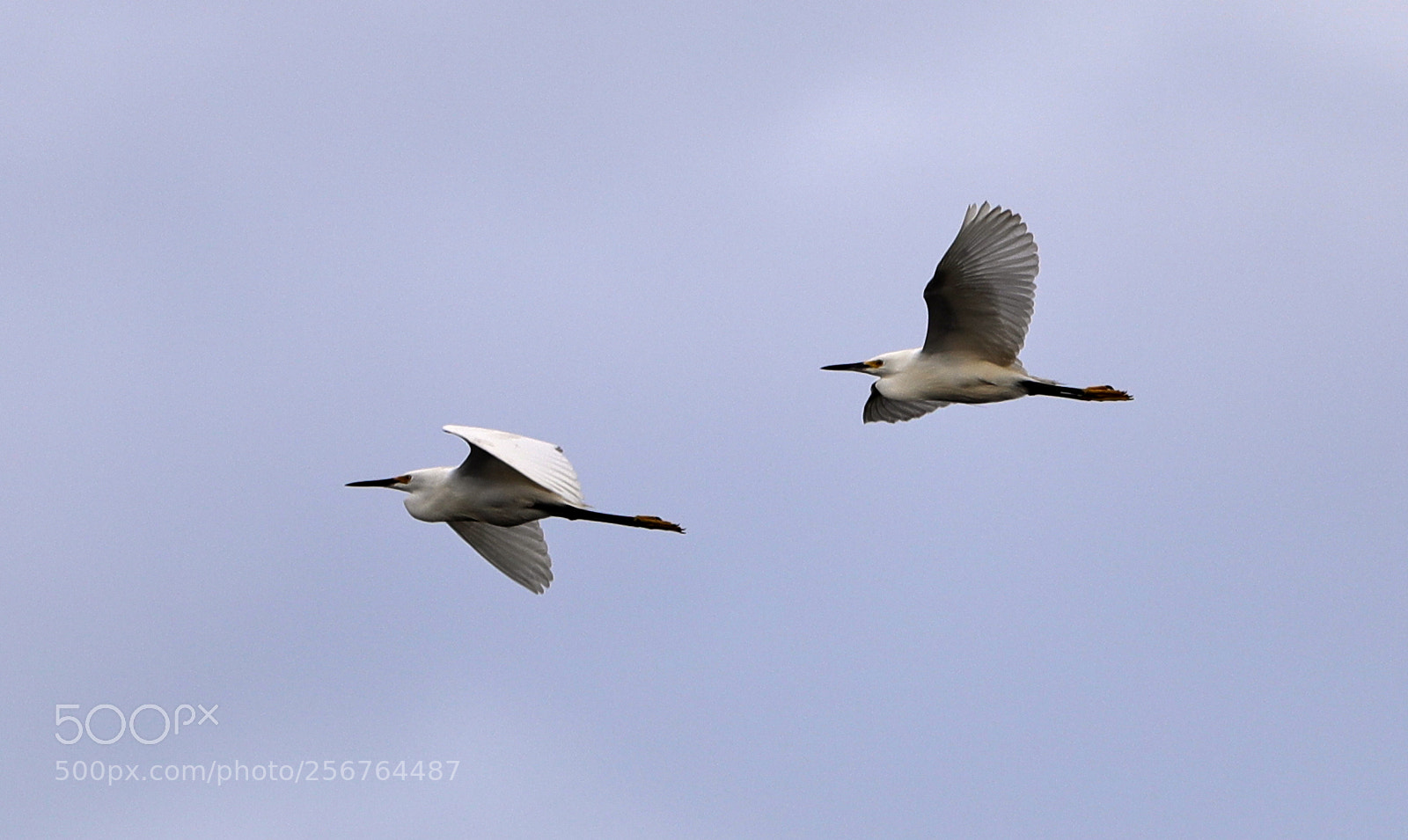 Canon EOS-1D X Mark II sample photo. 05-06-18-0016459.jpg photography