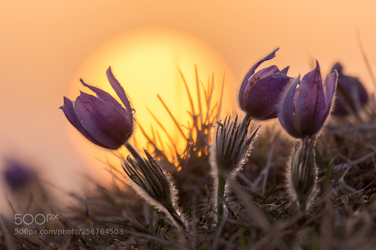Nikon D7200 sample photo. Pasqueflower sunset photography