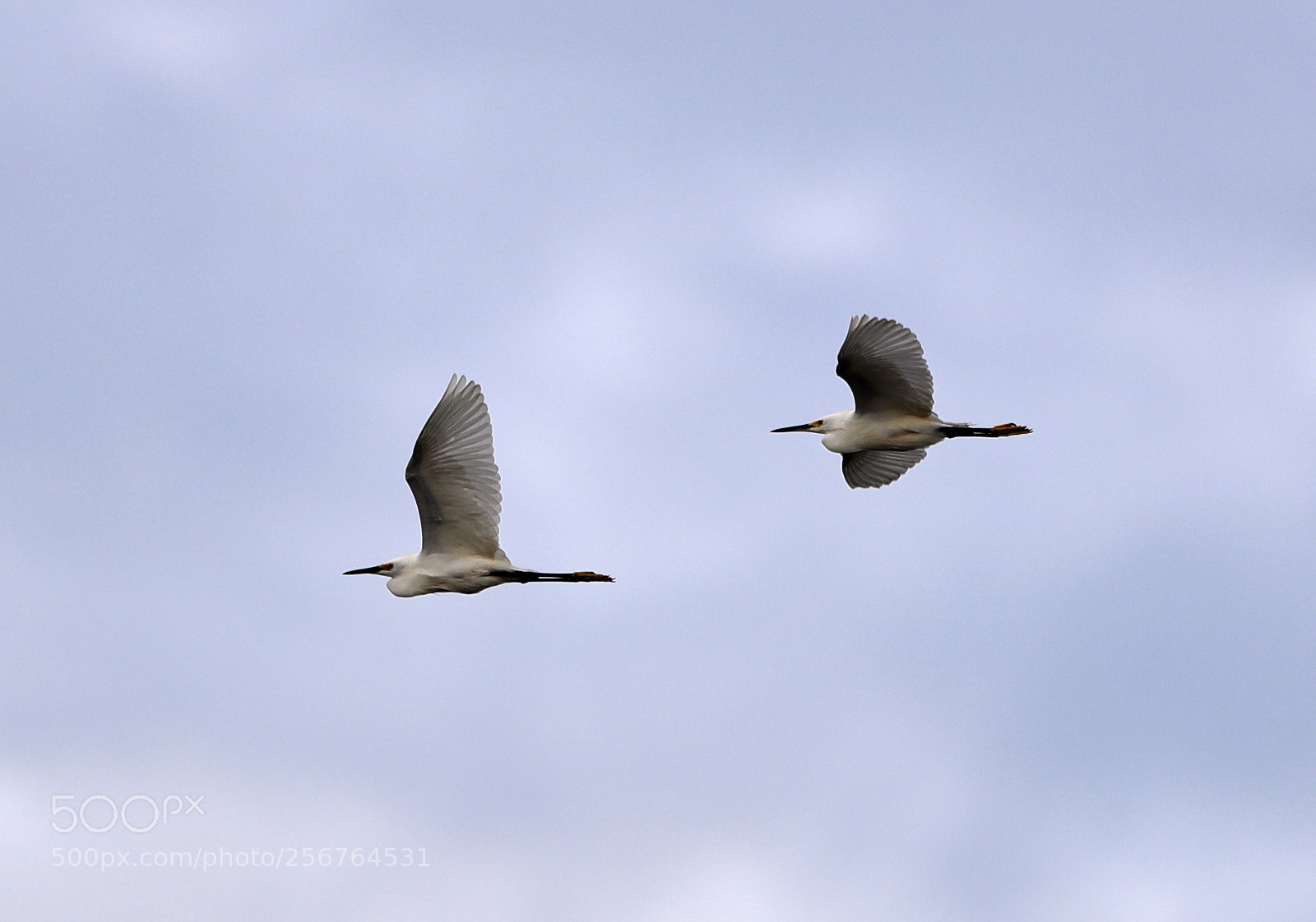 Canon EOS-1D X Mark II sample photo. 05-06-18-0016457.jpg photography