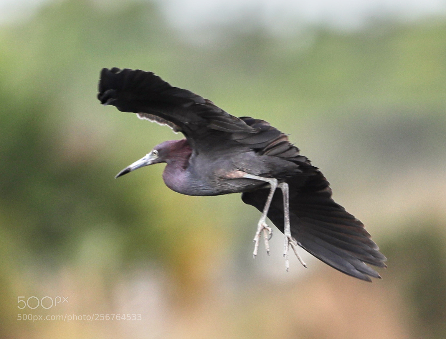 Canon EOS-1D X Mark II sample photo. 05-06-18-0016455.jpg photography