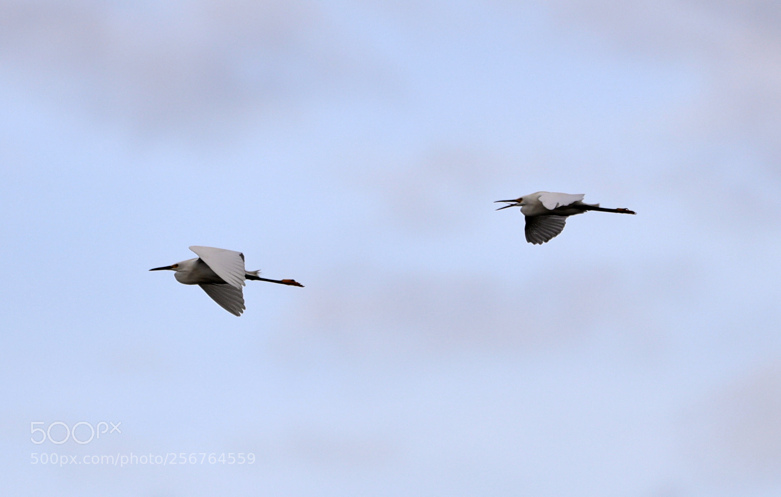Canon EOS-1D X Mark II sample photo. 05-06-18-0016452.jpg photography
