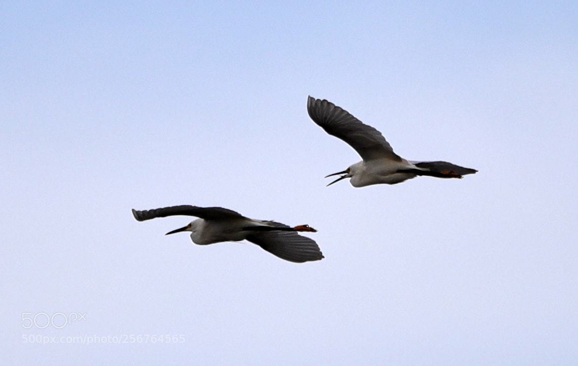 Canon EOS-1D X Mark II sample photo. 05-06-18-0016449.jpg photography