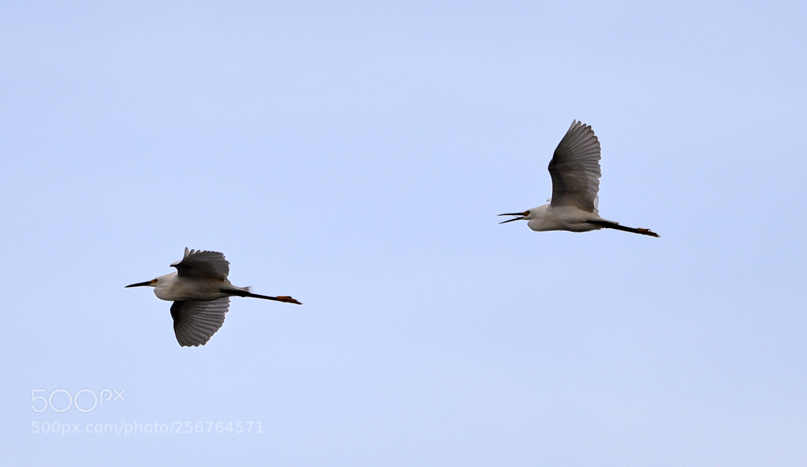 Canon EOS-1D X Mark II sample photo. 05-06-18-0016451.jpg photography