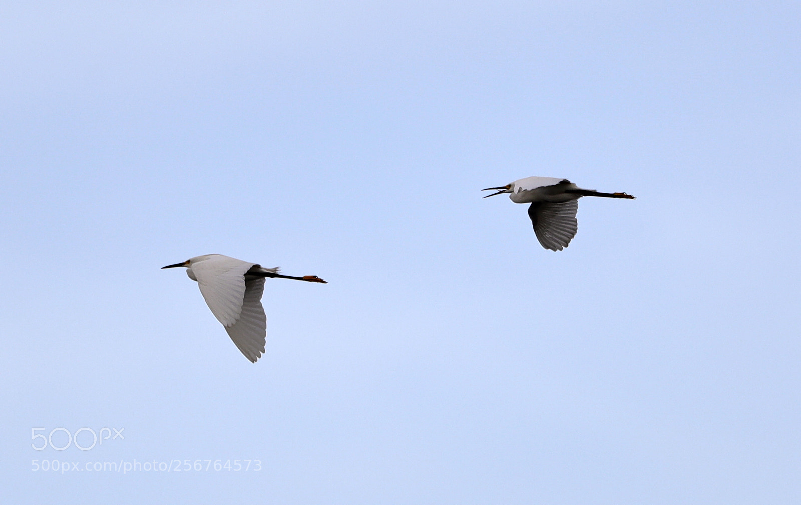 Canon EOS-1D X Mark II sample photo. 05-06-18-0016450.jpg photography