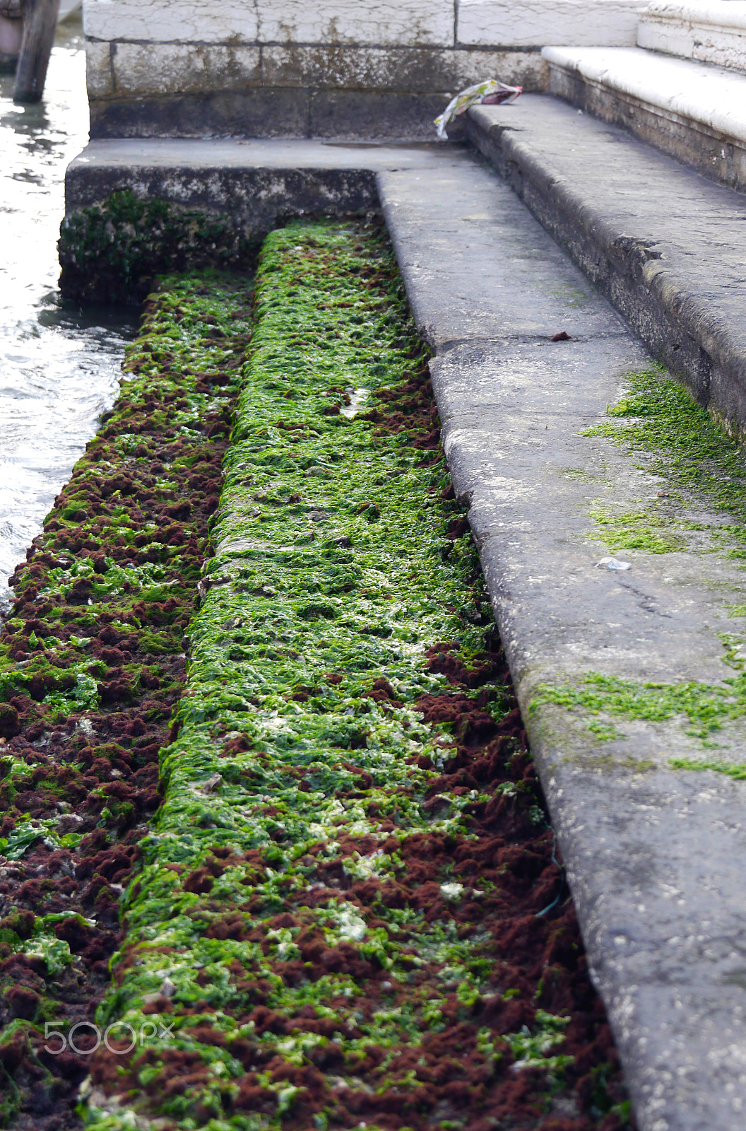 Panasonic Lumix DMC-G5 sample photo. Alga in venice photography