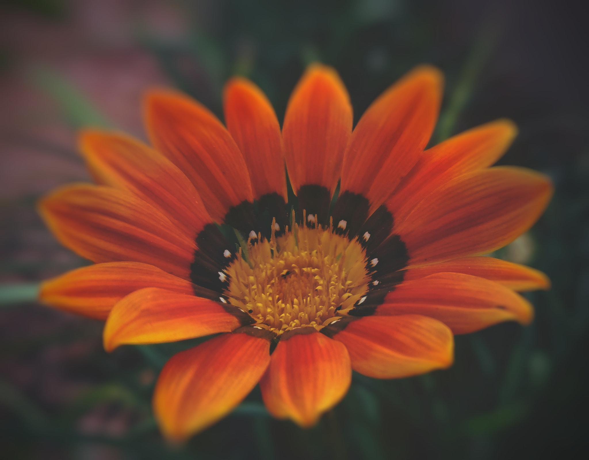 ASUS Z017DC sample photo. Serenity photography